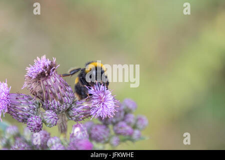 Hummel, rosa und lila Blüten bestäuben Stockfoto