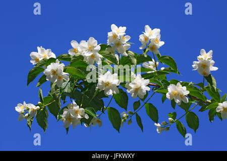 Süße Mock-Orange (Philadelphus Coronarius), auch englische Hartriegel, duftende Pflanze, Schleswig-Holstein, Deutschland Stockfoto