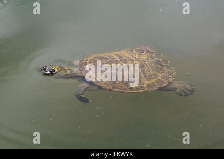 Säge-schalig Schildkröte (Wollumbinia Latisternum) im Wasser, wildes Tier, Lake Eacham, Crater Lakes National Park, Queensland Stockfoto