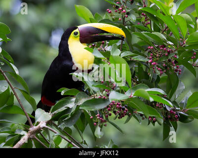 Gelb-throated Toucan mit eine Beere im Schnabel Stockfoto