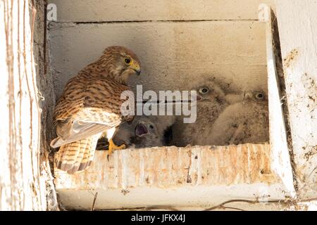 Turmfalken (Falco Tinnunculus), weibliche Fütterung der Jungvögel im Nistkasten, Hessen, Deutschland Stockfoto