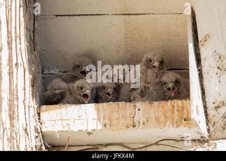 Junge Turmfalken (Falco Tinnunculus) im Nistkasten, warten auf Fütterung, Hessen, Deutschland Stockfoto