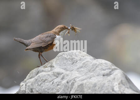 Weißer-breasted Wasseramseln (Cinclus Cinclus) mit Insekten, Tirol, Österreich Stockfoto