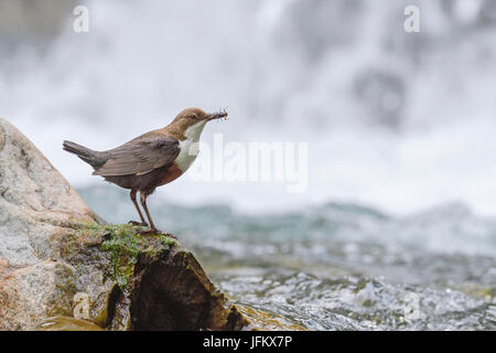 Weißer-breasted Wasseramseln (Cinclus Cinclus) mit Insekten, Tirol, Österreich Stockfoto