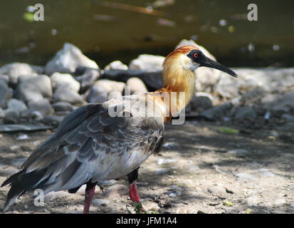 Schwarz konfrontiert ibis Stockfoto