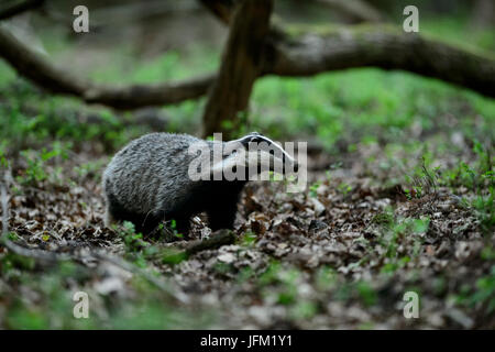 Dachs Futtersuche auf frischen grünen Waldboden im Frühjahr. Veluwe, Niederlande Stockfoto
