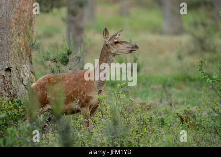 Red Deer Hind in der Luft riechen. Nationalpark Hoge Veluwe, Niederlande Stockfoto