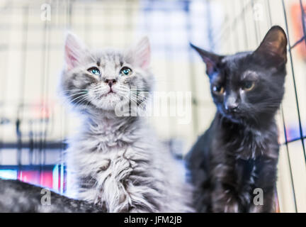 Porträt von einem grauen und weißen russischen blau Tabby kleines Kätzchen im Käfig für die Annahme Stockfoto