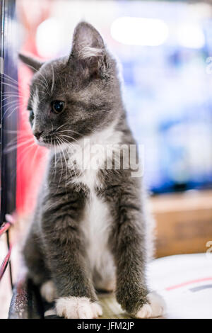 Porträt von einem grauen und weißen russischen blau Tabby kleines Kätzchen im Käfig für die Annahme Stockfoto