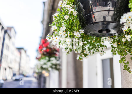 Weißen hängenden Blumentöpfe vom Eingang des Gebäudes im Sommer als Dekoration in alte Stadt Montreal, Quebec, Kanada Stockfoto