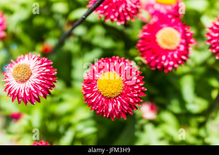 Makro Nahaufnahme von Strawflower rosa oder rote Daisy Blumen mit großen gelben Zentrum Stockfoto