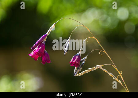 Dierama Merlin - Engel Angelruten in Blume-aka Wandflower Stockfoto