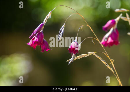 Dierama Merlin - Engel Angelruten in Blume-aka Wandflower Stockfoto