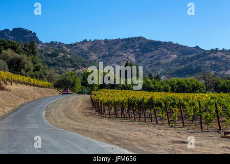 Weingut Arbeiter, Traube Weinberg, Traube Weingärten, Weinberg, Weinberge, Stags Leap District, Silverado Trail, Napa, Napa Valley, Napa County, Kalifornien Stockfoto