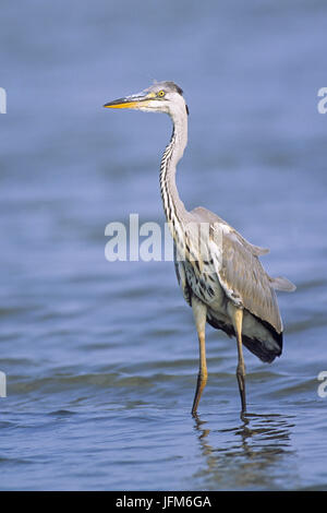 Graureiher / Ardea cinerea Stockfoto