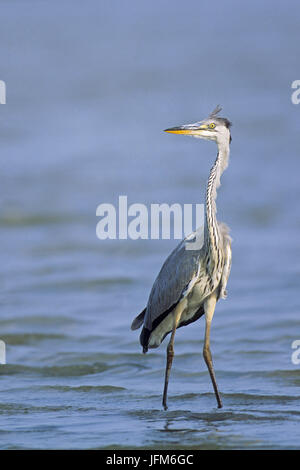 Graureiher / Ardea cinerea Stockfoto