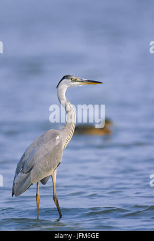 Graureiher / Ardea cinerea Stockfoto