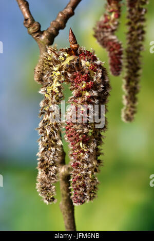 Pappel Pappel; Silber; Stockfoto