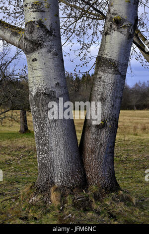 White Poplar; Abele; Silber Pappel; Stockfoto