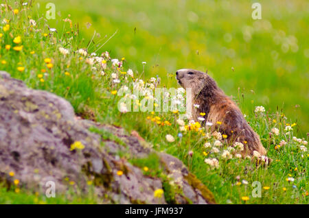 Ein Murmeltier auf einer Wiese im Sommer (Latina Aosta Tal Nationalpark Gran Paradiso, Italien) Stockfoto