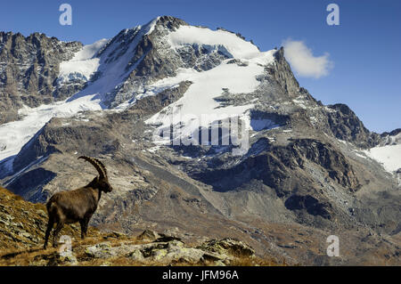 Steinbock vor Gran Paradiso (Valsavarenche, Gran Paradiso Nationalpark, Aostatal, Italien) Stockfoto