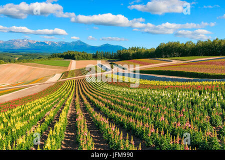 Blumengarten in Kamifurano, mit Blick auf die Berge in Furano, Hokkaido, Japan Stockfoto