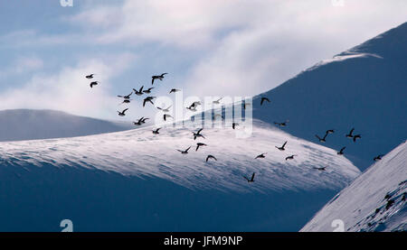 Urie (Guillermots) fliegen in Nybyen, Longyearbyen, Spitzbergen, Norwegen Stockfoto