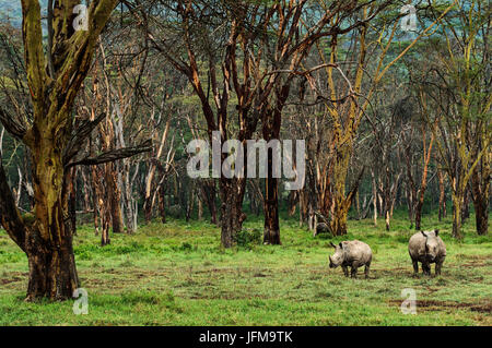 Reservieren Sie Lake Nakuru, Kenia, Afrika zwei Nashörner, Mutter und Sohn, fotografiert in den Wald des Lake Nakuru Stockfoto