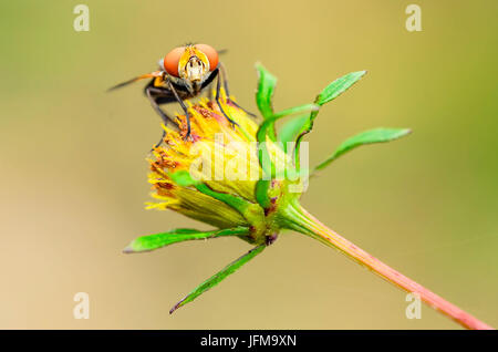 Palude Luna, Brescia, Lombardei, Italien Makroaufnahme einer Fliege Diptera auf einer Blume Stockfoto