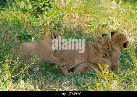 Masai Mara Park, Kenia, Afrika drei Löwenbabys fotografiert während des Spielens in der Wiese Stockfoto