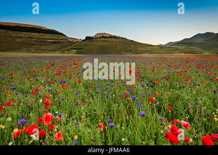 Sonnenaufgang von Castelluccio di Norcia in der blühenden Jahreszeit, Umbrien, Italien, Europa Stockfoto