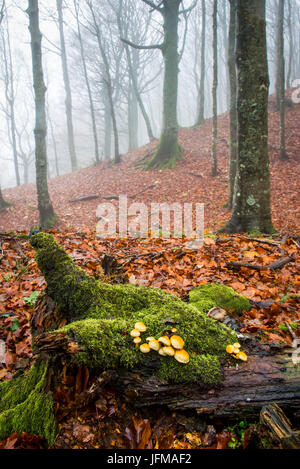 Sassofratino Reserve, Nationalpark Foreste Casentinesi, Badia Prataglia, Toskana, Italien, Europa, Pilze auf gefallenen Baumstamm mit Moos bedeckt Stockfoto