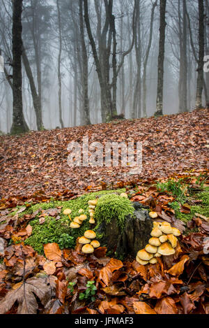 Sassofratino Reserve, Nationalpark Foreste Casentinesi, Badia Prataglia, Toskana, Italien, Europa, Pilzen am Stamm mit Moos bedeckt, Stockfoto