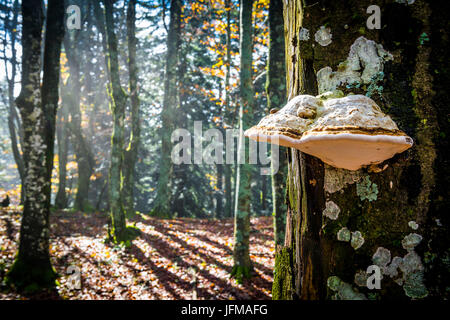 Sassofratino Reserve, Nationalpark Foreste Casentinesi, Badia Prataglia, Toskana, Italien, Europa, einen seltsamen Pilz am Stamm angegriffen, Stockfoto