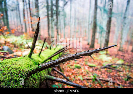 Sassofratino Reserve, Nationalpark Foreste Casentinesi, Badia Prataglia, Toskana, Italien, Europa, Detail des gefallenen Baumstamm mit Moos bedeckt, Stockfoto