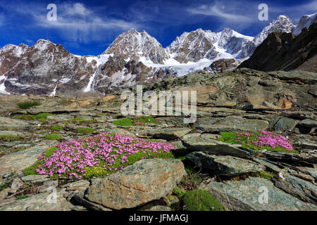 Silene Acaulis, Moss Campion oder Kissen rosa, vor Berninagruppe in der Nähe von Bocchetta Delle Forbici Valmalenco, Provinz Sondrio, Lombardei, Italien Stockfoto