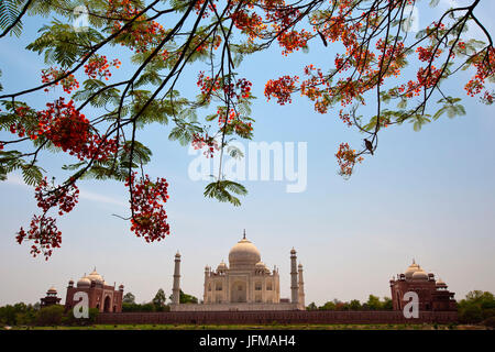 Die prächtigen Taj Mahal ist eines der sieben Weltwunder und ist ein UNESCO Welterbe-Aufstellungsort, es ist ein weißer Marmor-Mausoleum befindet sich in Agra, Indien, erbaut von Großmogul Shah Jahan in Erinnerung an seine dritte Frau Mumtaz Mahal Indien Stockfoto