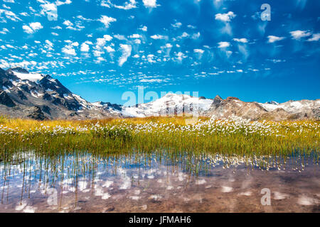 Wollgras (Wollgras) wächst in einem Wasserbecken in der Nähe der Lej Sghrisus im Fex Tal, mit dem Piz Fora im Hintergrund und einige lustige Wolken hoch in den Himmel - Engadin, Schweizer Kantons Graubündens, der Schweiz Europa Stockfoto