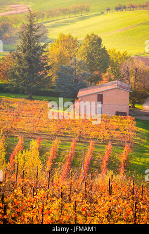 Castelvetro di Modena, Emilia Romagna, Italien, Weinberge im Herbst Stockfoto