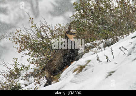 Fauna, Natur, Wild, Wildtiere, Alpen, Italien, Animalia, Tiere, Tier, Mammalia, Säugetiere, Säugetier, Paarhufer, Paarhufer, Horntiere, Ziegen, Rupicapra, Gämse, alpine Gämse Rupicapra Rupicapra, Huftiere Stockfoto