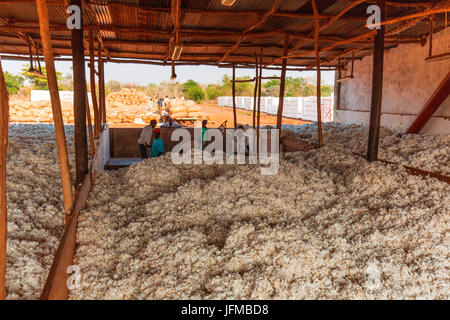 Afrika, Malawi, Balaka Bezirk, Baumwollverarbeitung Stockfoto