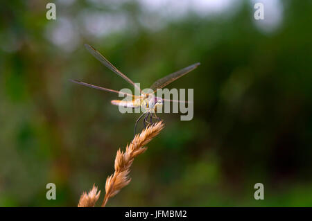 Makroaufnahme einer Libelle Sympetrum Fonscolombii weiblich Stockfoto