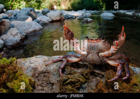 Potamon fluviatile ist eine seltene Süßwasser italienischen Krabbe, Varatal, Genua, Italien, Europa Stockfoto