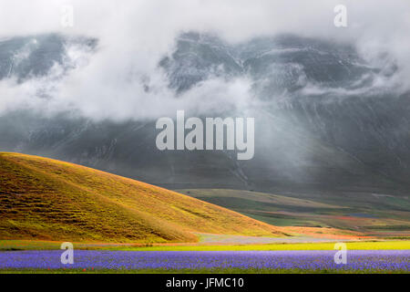 Castelluccio di Norcia, Umbrien, Italien, blühende Kornblumen in Castelluccio Stockfoto