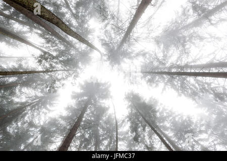 Nebel zwischen den Bäumen in einem Wintertag, Nonstal, Trentino Alto Adige, Italien Stockfoto