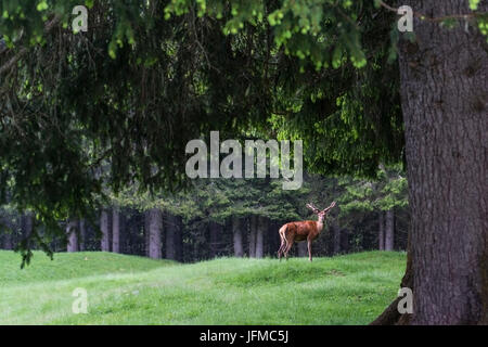 Italien, Trentino Alto Adige, Reh im Naturpark Paneveggio Stockfoto