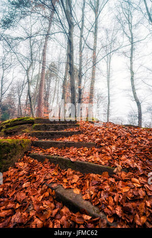 Treppe bedeckt mit Blätter, an einem nebligen Tag im Herbst, Val di Non, Trentino Alto Adige, Italien, Stockfoto