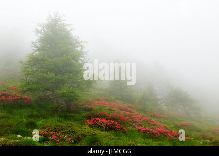 Orsiera Rocciavre Park, Chisone-Tal, Turin, Piemont, Italien, Sommer Nebel Orsiera Rocciavre Park Stockfoto