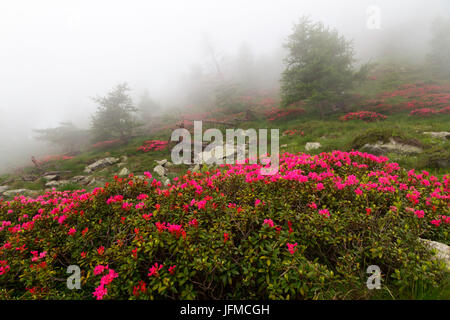 Orsiera Rocciavre Park, Chisone-Tal, Turin, Piemont, Italien, Sommer Nebel Orsiera Rocciavre Park Stockfoto