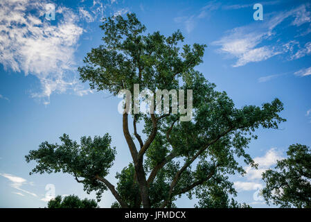 USA, Massachusetts, Cape Cod, Eastham, Fort Hill, Baum Stockfoto